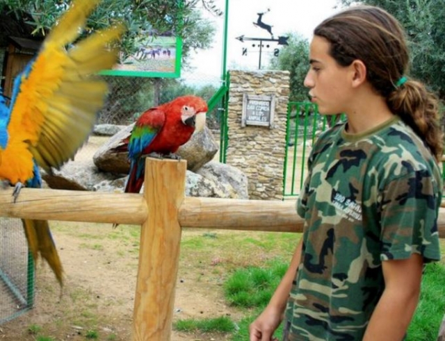 Aves paradisiacas
